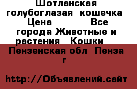 Шотланская голубоглазая  кошечка › Цена ­ 5 000 - Все города Животные и растения » Кошки   . Пензенская обл.,Пенза г.